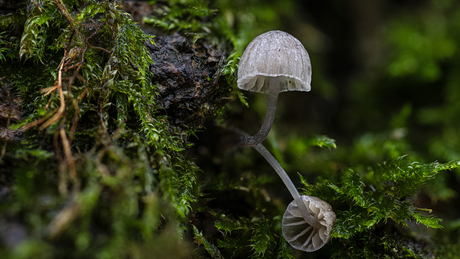 Blauwgrijze schorsmycena