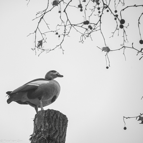 Wat een mist, ik zie niets.