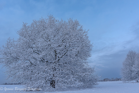 sneeuw in de bomen
