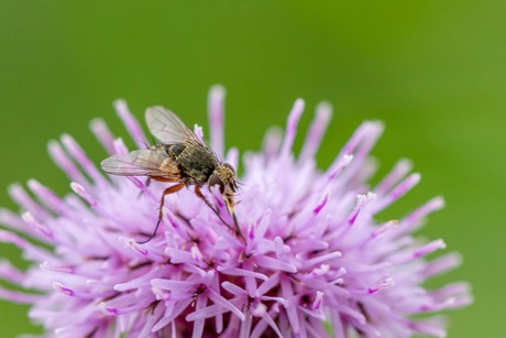 Paars wonder uit de wei