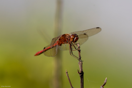 Nagenoeg geen vogels bij het vakantieadres,dan maar op insectenjacht.