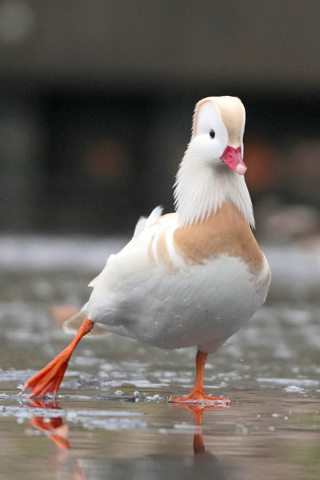 Witte mandarijneend op het ijs