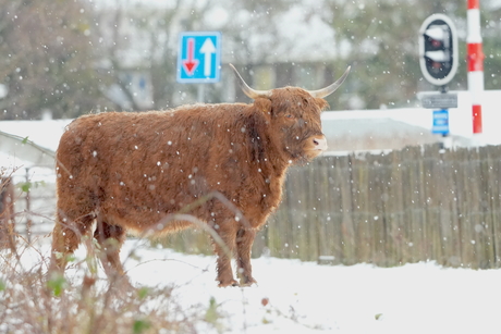 Hooglander in de sneeuw op het eiland van Brienenoord in Rotterdam