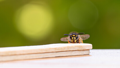 Helaas, ijsje was al op!