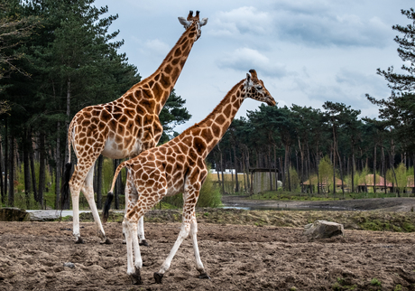 Safaripark de "Beeksebergen"