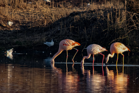 Flamingo´s in het gouden uurtje.