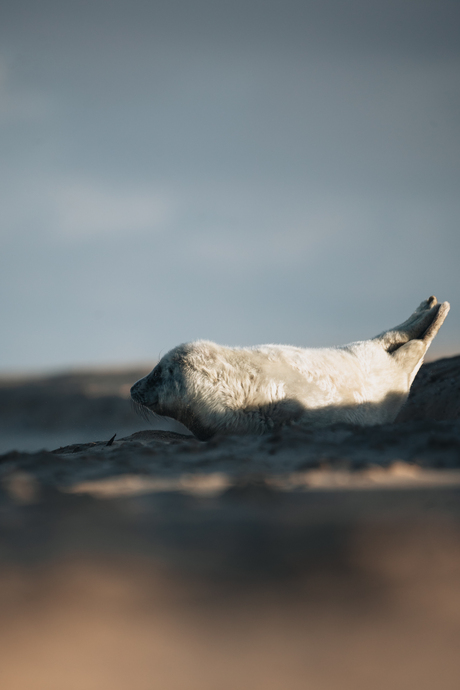 Seal at the beach 