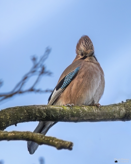 Gaai  (Garrulus glandarius).