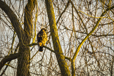 Buizerd Buteo buteo