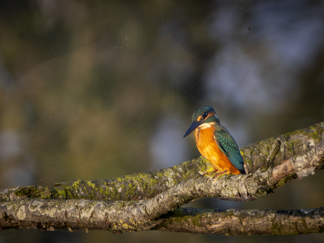 ijsvogel