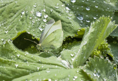 Na de regen