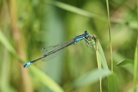 Blauw etend lantaarntje op grasspriet in zomers zonlicht