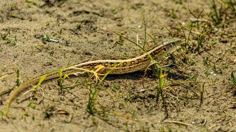 De Zandhagedis