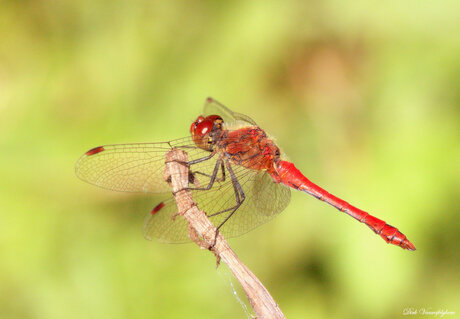 bloedrode heidelibel