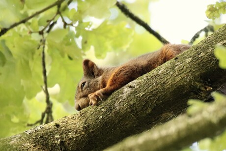 lekker lui in de boom