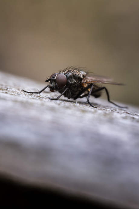 vlieg