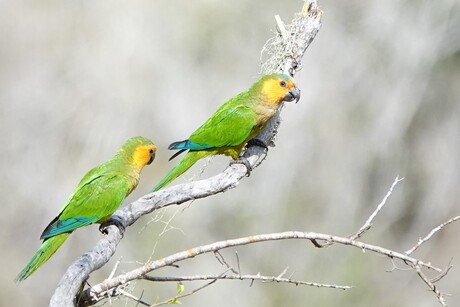 Koppel maisparkieten op Curaçao 