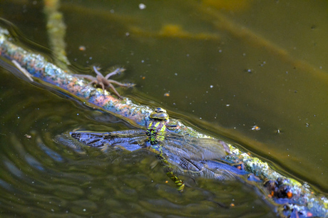 Deel 1: Libelle gevangen in spinnenweb?