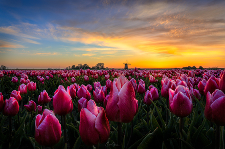 Mesmerizing sunrise between the tulips