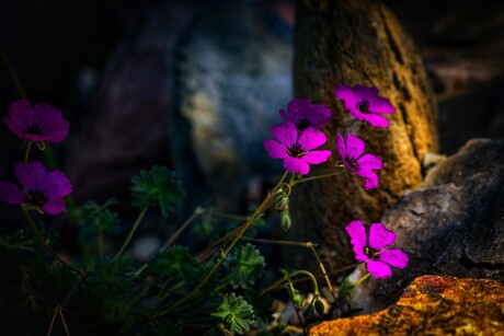 Geranium "Jolly Jewel Purple"