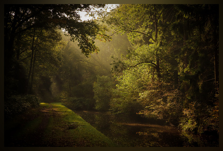 Het stralende bos