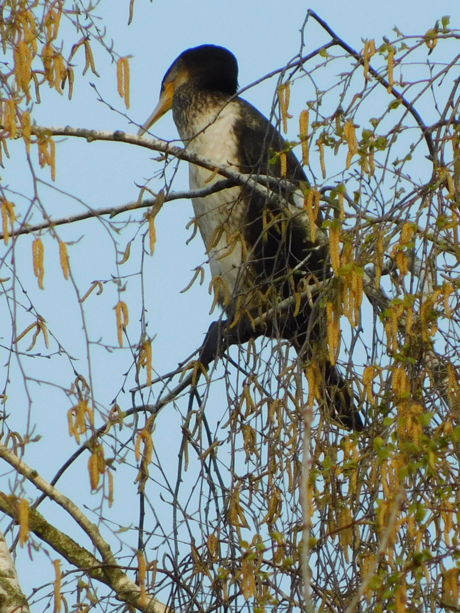 Aalscholver in Berkenboom