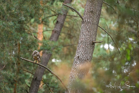 buizerd