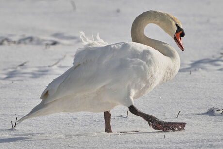 Knobbelzwaan op besneeuwde akker
