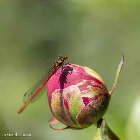 Libelle 