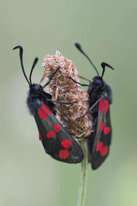 Rood zwart groen