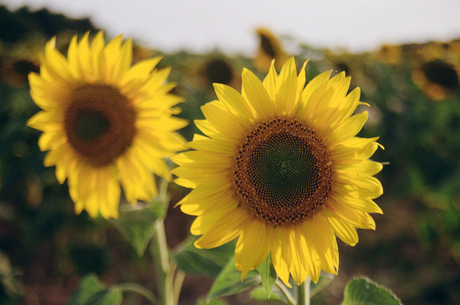 Zonnebloemen