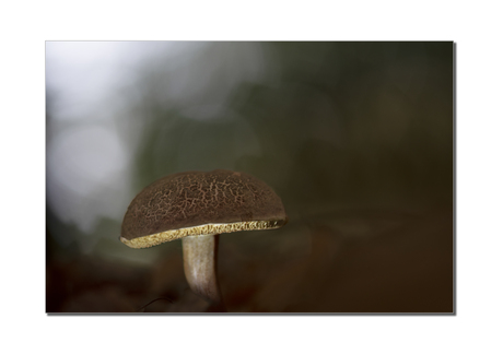 paddestoel met lightpainting