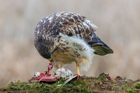 Buizerd