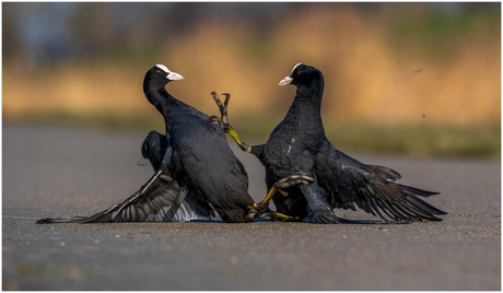 Conflict Meerkoeten.