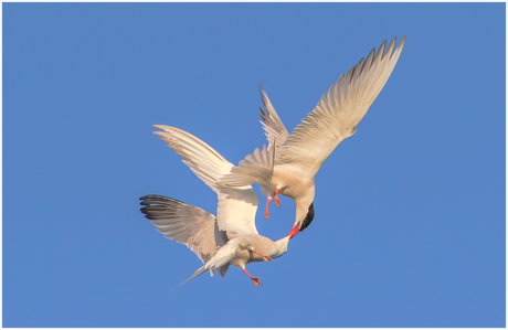 Visdiefjes bij zonsopkomst.