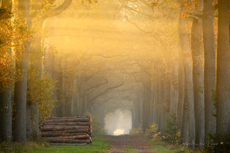 The first light in the forest 