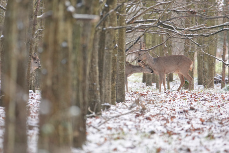 Sneeuw in het bos