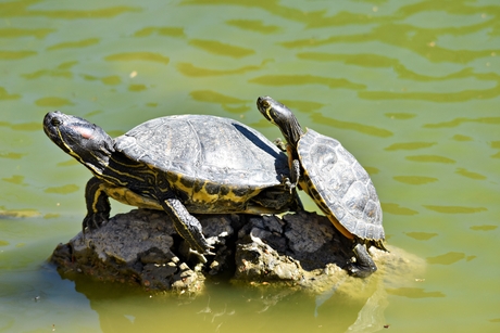 Brazilliaanse sierscholdpad
