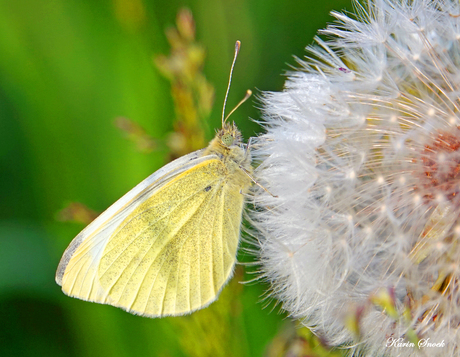 "Butterfly...."