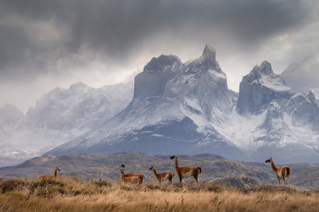 Guanaco in the shadow of the Great