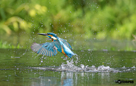 IJsvogel