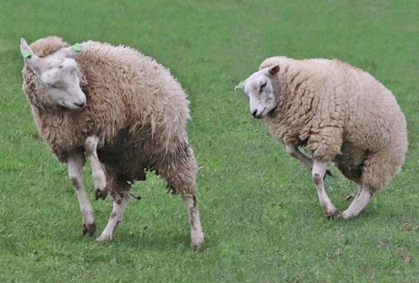 Schapen zetten zich schrap tegen de storm