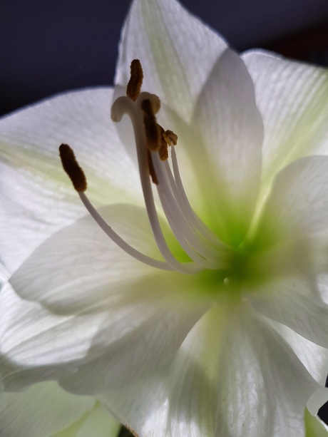 Witte amaryllis 