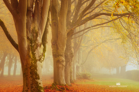 Herfstlandschap: Rij Bomen in de Mist met Warme Kleuren