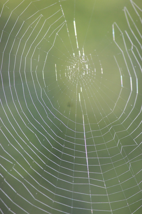 spinnenweb in de herfstzon