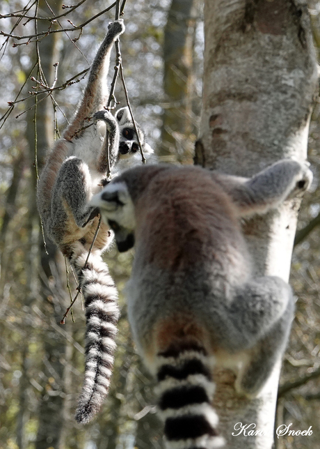 "Monkeying around..."
