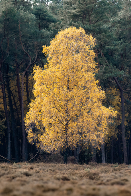 Yellowtree