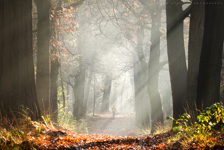 Herfstwandeling