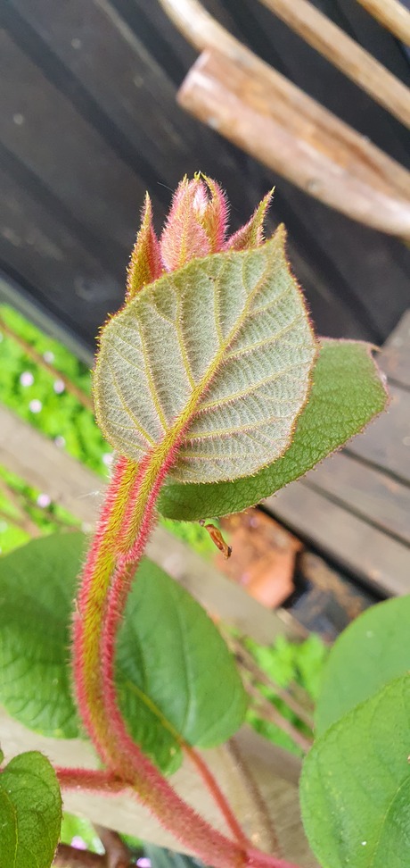 Knop