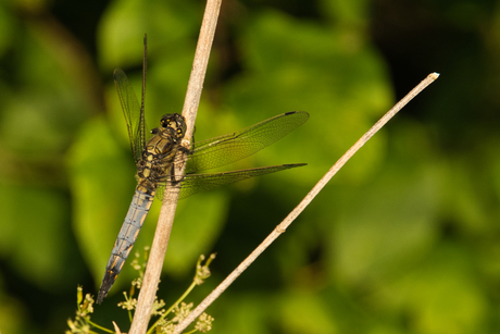 Libelle